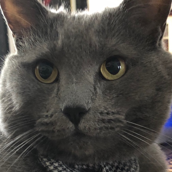 Meet your Posher, Lisa - Picture 1 of 1